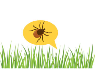 ¡Alerta picaduras! Medidas preventivas para evitar picaduras